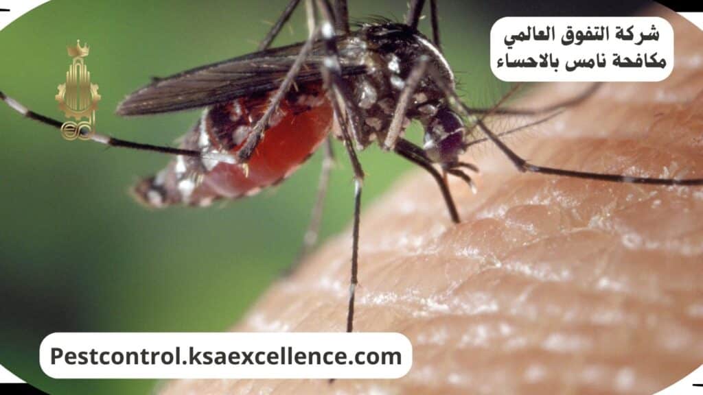 شركة مكافحة الناموس بالاحساء