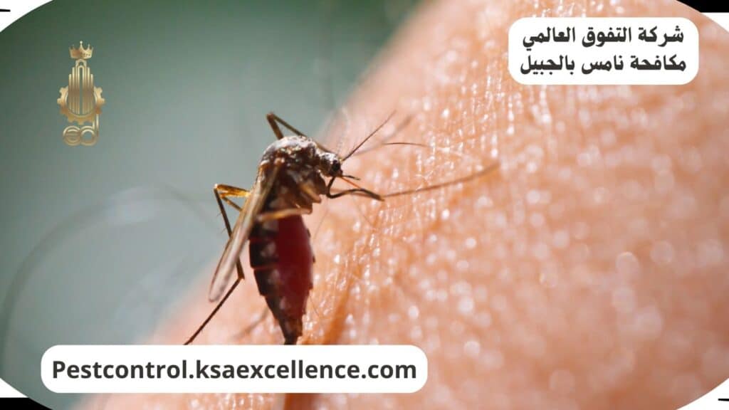 شركة مكافحة الناموس بالجبيل