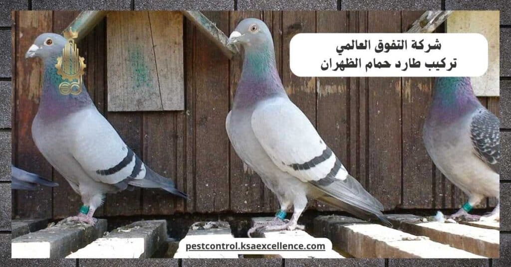مكافحة الحمام بالظهران