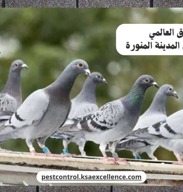 تركيب طارد حمام المدينة المنورة