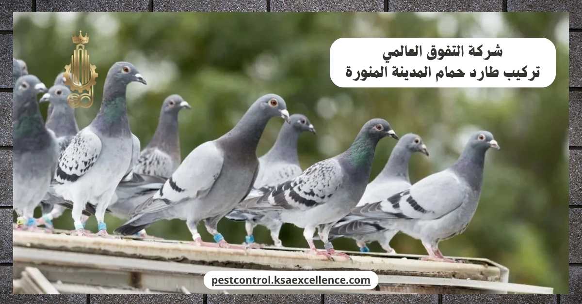 تركيب طارد حمام المدينة المنورة