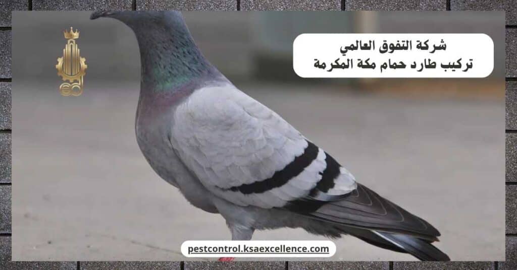 تركيب طارد حمام بمكة المكرمة