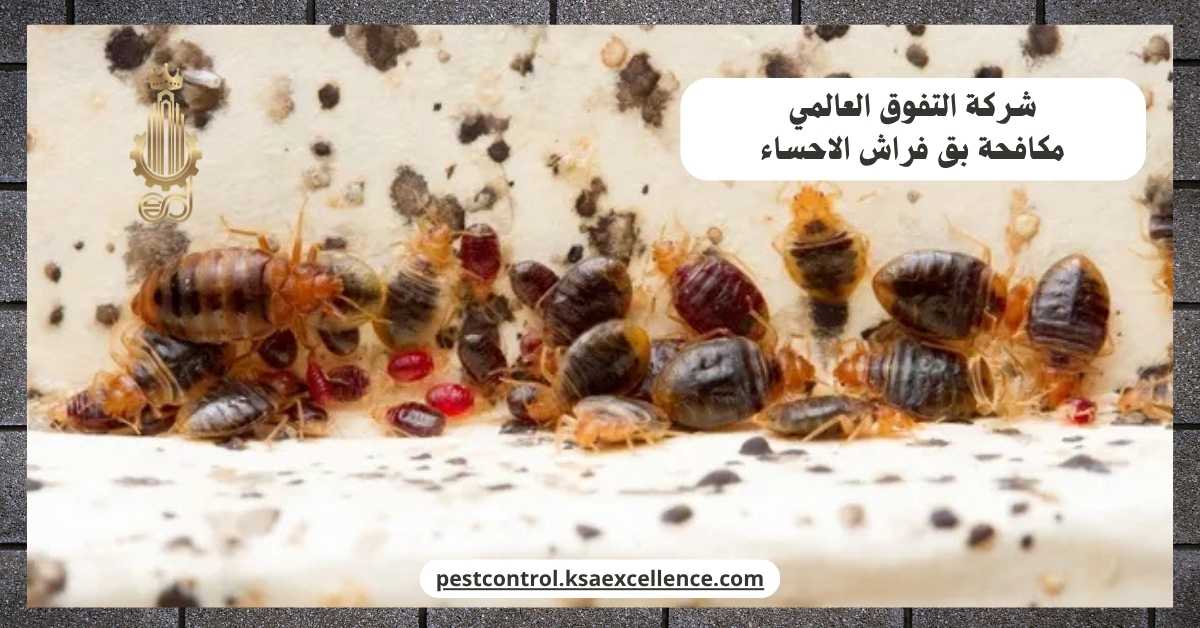 مكافحة بق فراش الاحساء