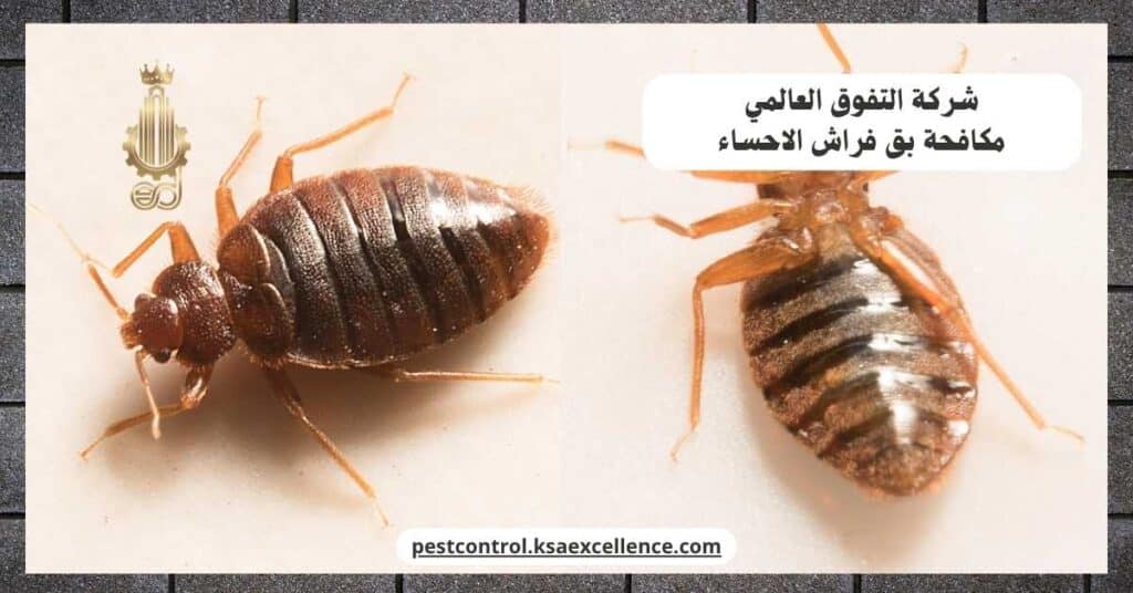 مكافحة بق فراش بالاحساء