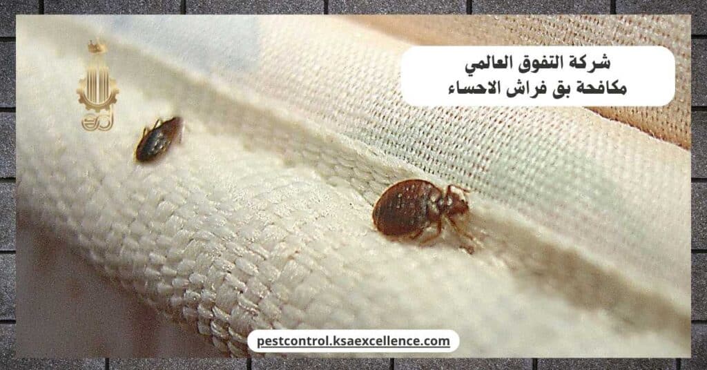 شركة مكافحة بق فراش بالاحساء