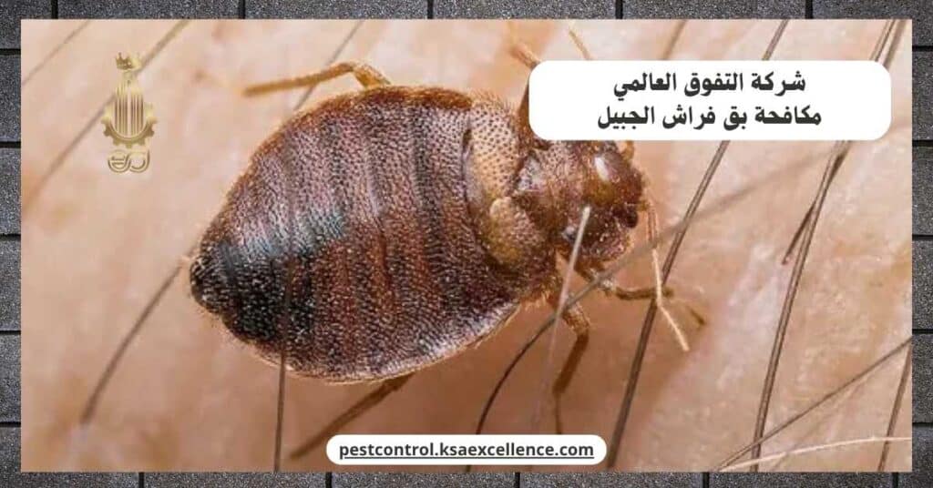 مكافحة بق فراش بالجبيل
