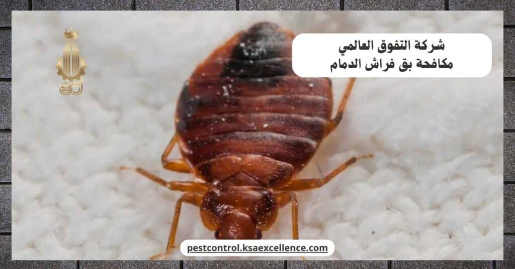 مكافحة بق فراش بالدمام