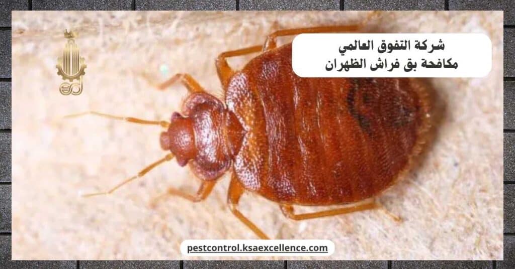 مكافحة بق فراش بالظهران