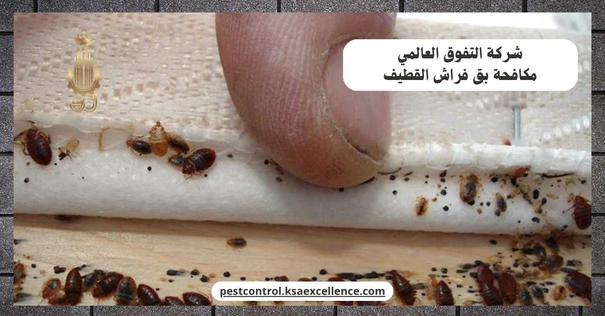 مكافحة بق فراش القطيف