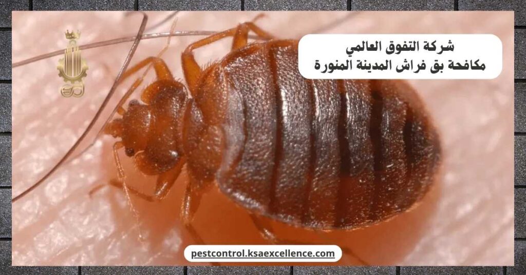 مكافحة بق فراش المدينة المنورة