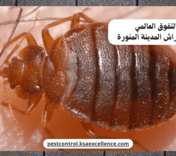 مكافحة بق فراش المدينة المنورة