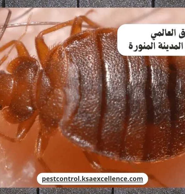 مكافحة بق فراش المدينة المنورة
