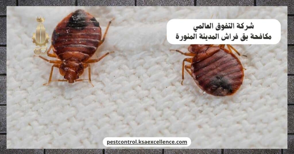 مكافحة بق فراش بالمدينة المنورة