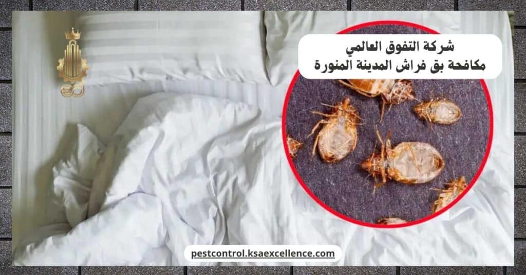 شركة مكافحة بق فراش بالمدينة المنورة