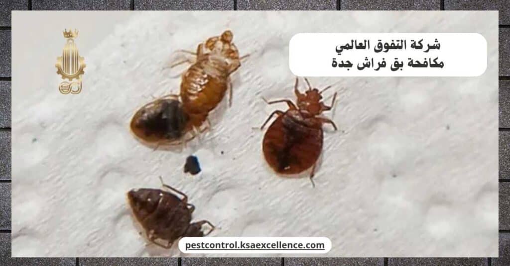 شركة مكافحة بق فراش بجدة