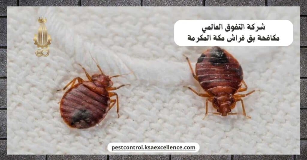 مكافحة بق فراش بمكة المكرمة