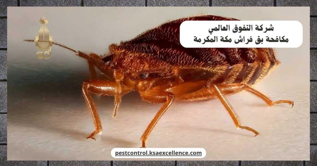 شركة مكافحة بق فراش بمكة المكرمة