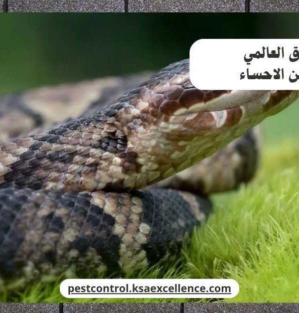 مكافحة ثعابين الاحساء
