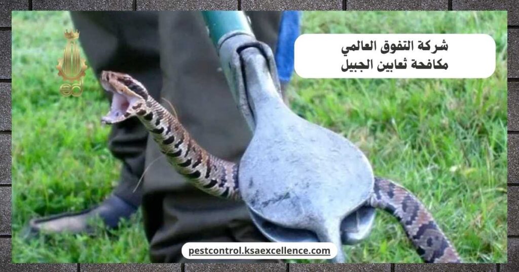 مكافحة ثعابين الجبيل