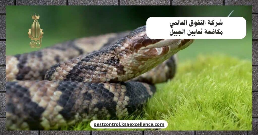 مكافحة ثعابين بالجبيل