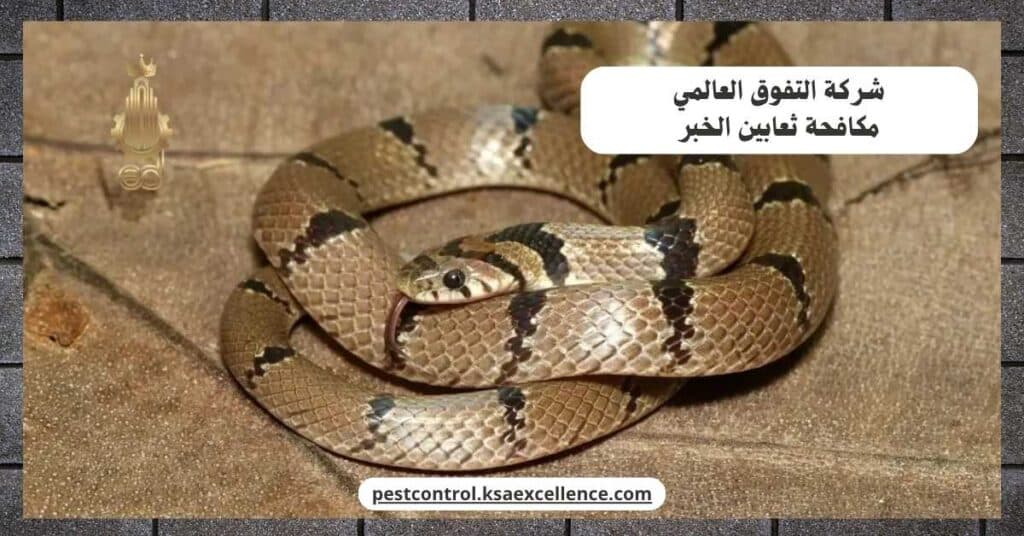 مكافحة ثعابين بالخبر