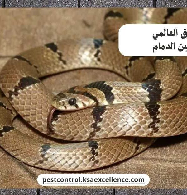 مكافحة ثعابين الدمام