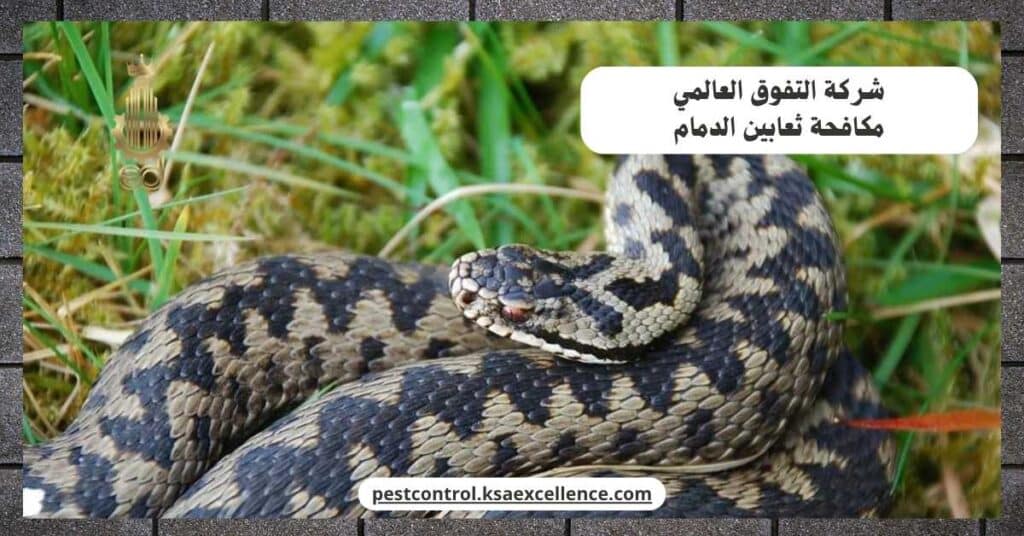 مكافحة ثعابين بالدمام