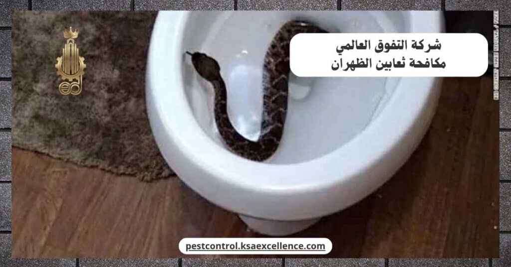 مكافحة ثعابين بالظهران