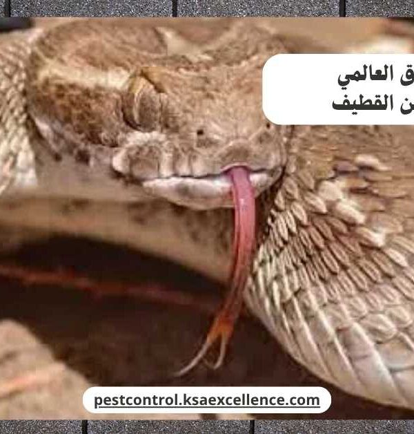 مكافحة ثعابين القطيف