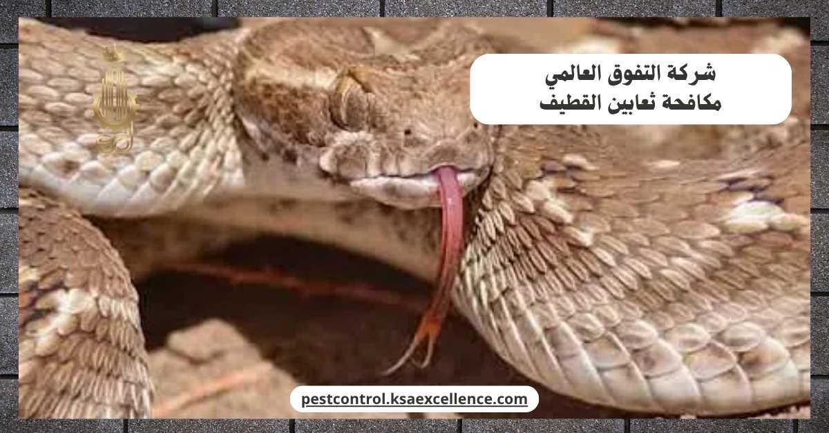 مكافحة ثعابين القطيف