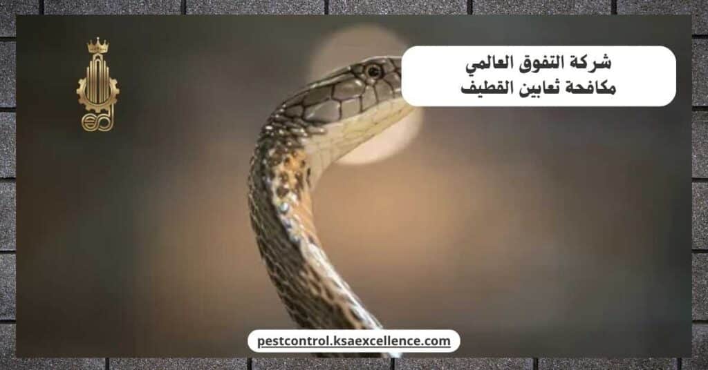 شركة مكافحة ثعابين بالقطيف