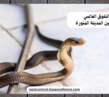 مكافحة ثعابين المدينة المنورة