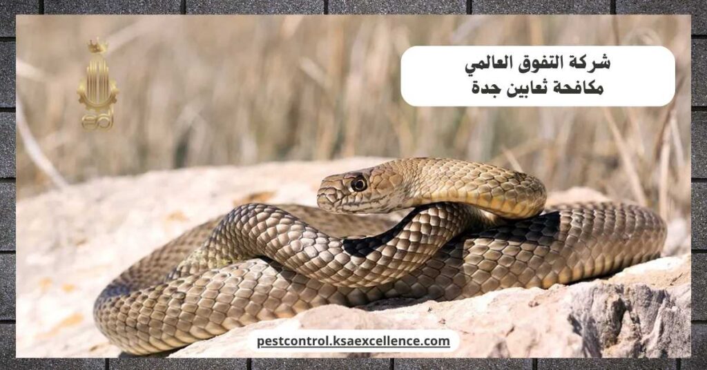 مكافحة ثعابين جدة