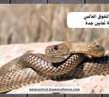 مكافحة ثعابين جدة