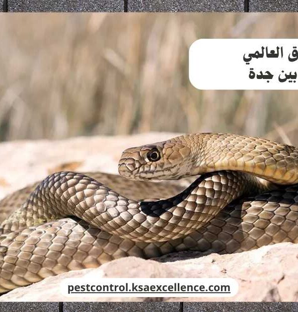 مكافحة ثعابين جدة