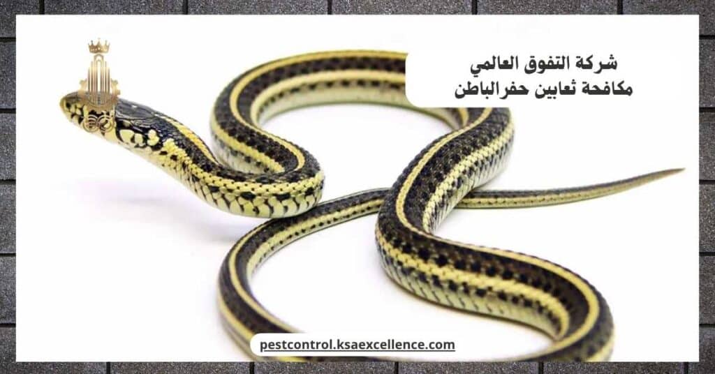 شركة مكافحة ثعابين بحفرالباطن