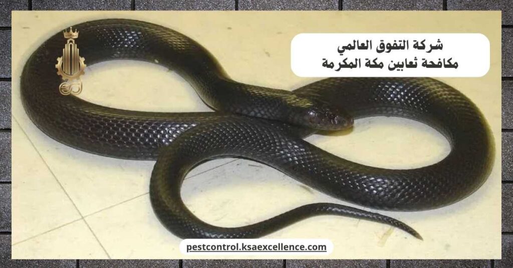 مكافحة ثعابين مكة المكرمة
