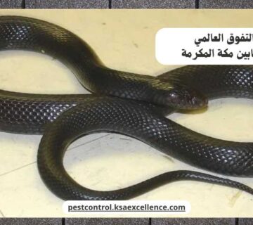 مكافحة ثعابين مكة المكرمة