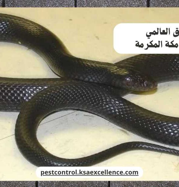 مكافحة ثعابين مكة المكرمة