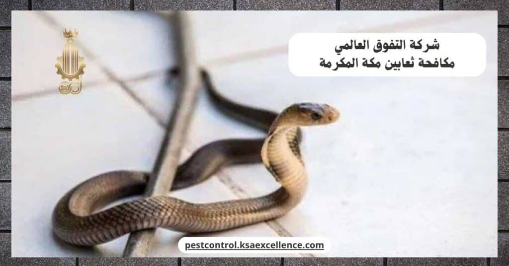 مكافحة ثعابين بمكة المكرمة