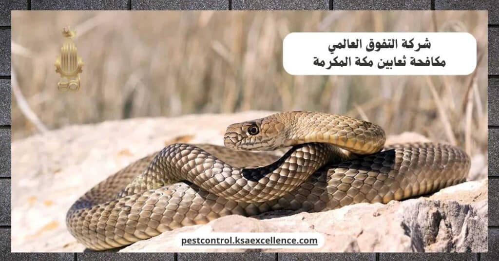 شركة مكافحة ثعابين بمكة المكرمة