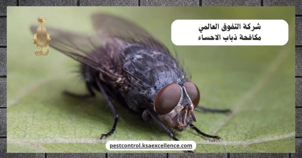 مكافحة ذباب الاحساء