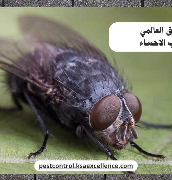 مكافحة ذباب الاحساء