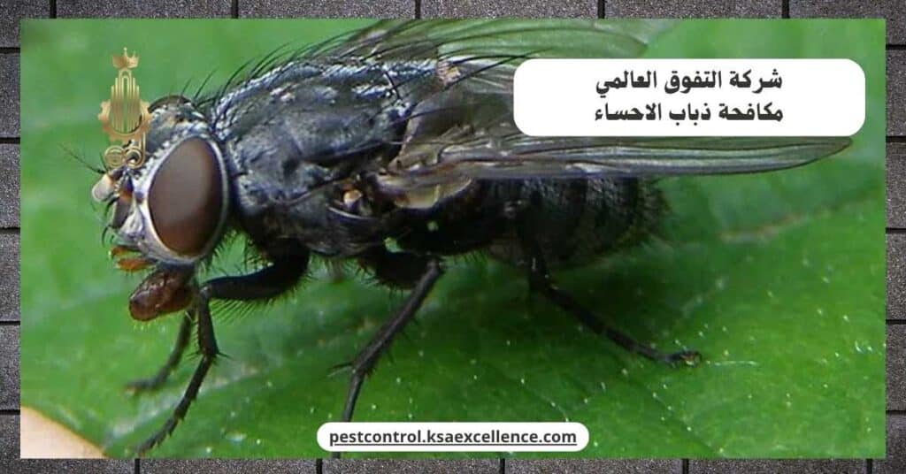 شركة مكافحة ذباب بالاحساء