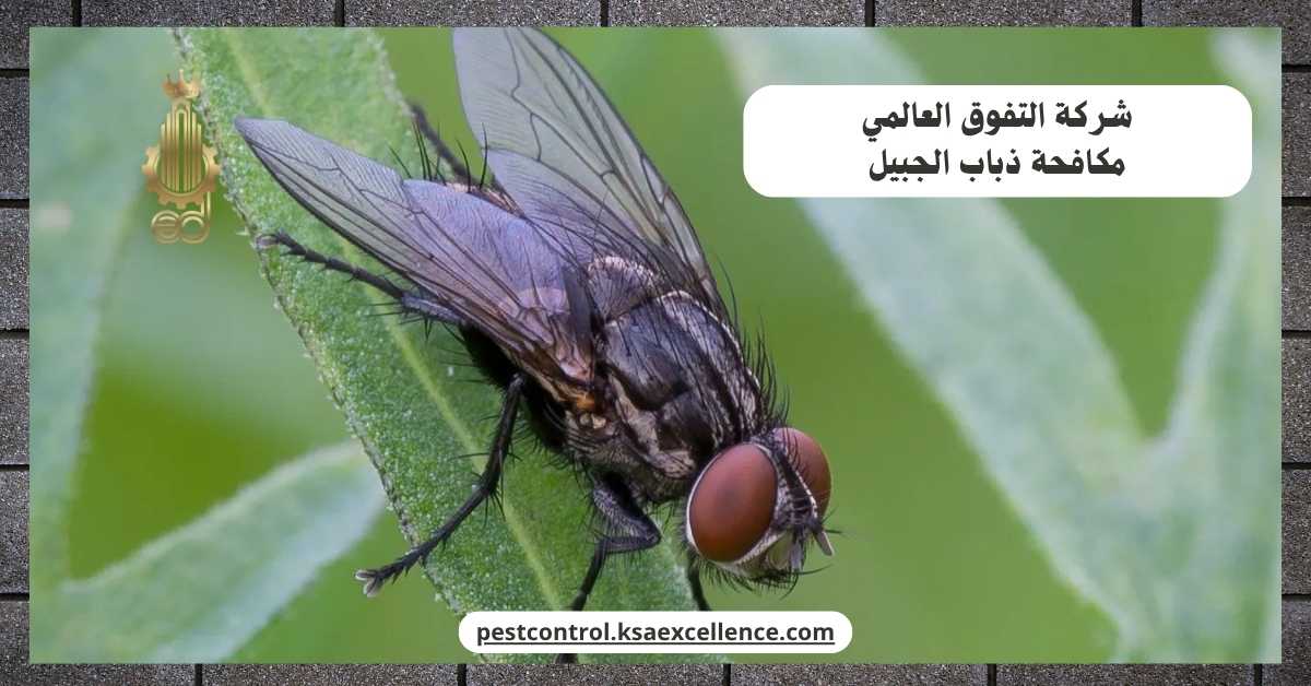 مكافحة ذباب الجبيل