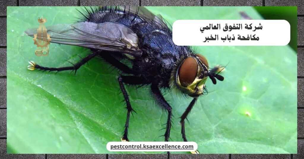 مكافحة ذباب الخبر