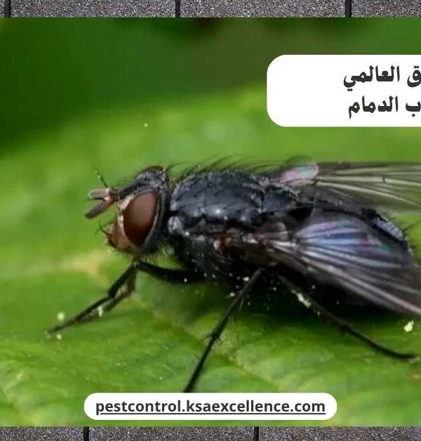 مكافحة ذباب الدمام