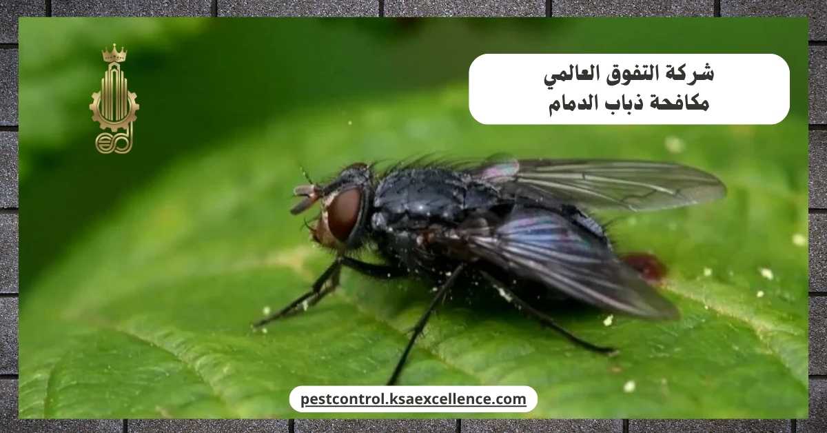 مكافحة ذباب الدمام