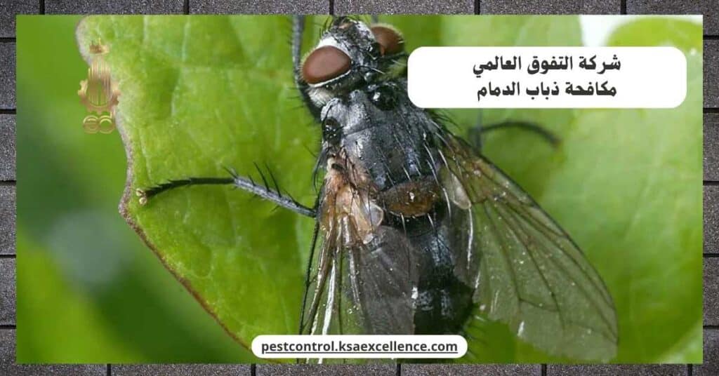 مكافحة ذباب بالدمام