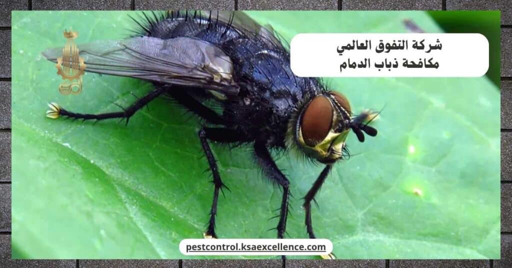 شركة مكافحة ذباب بالدمام